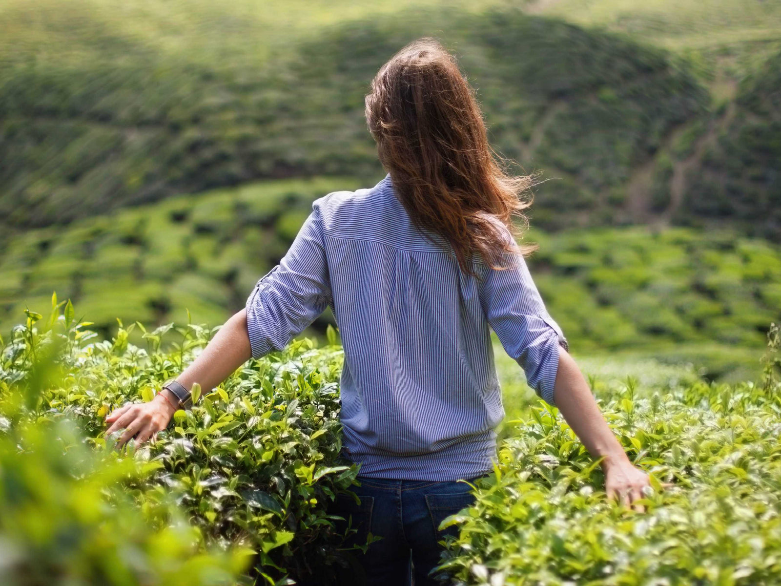 Wisdom is the path for tea.