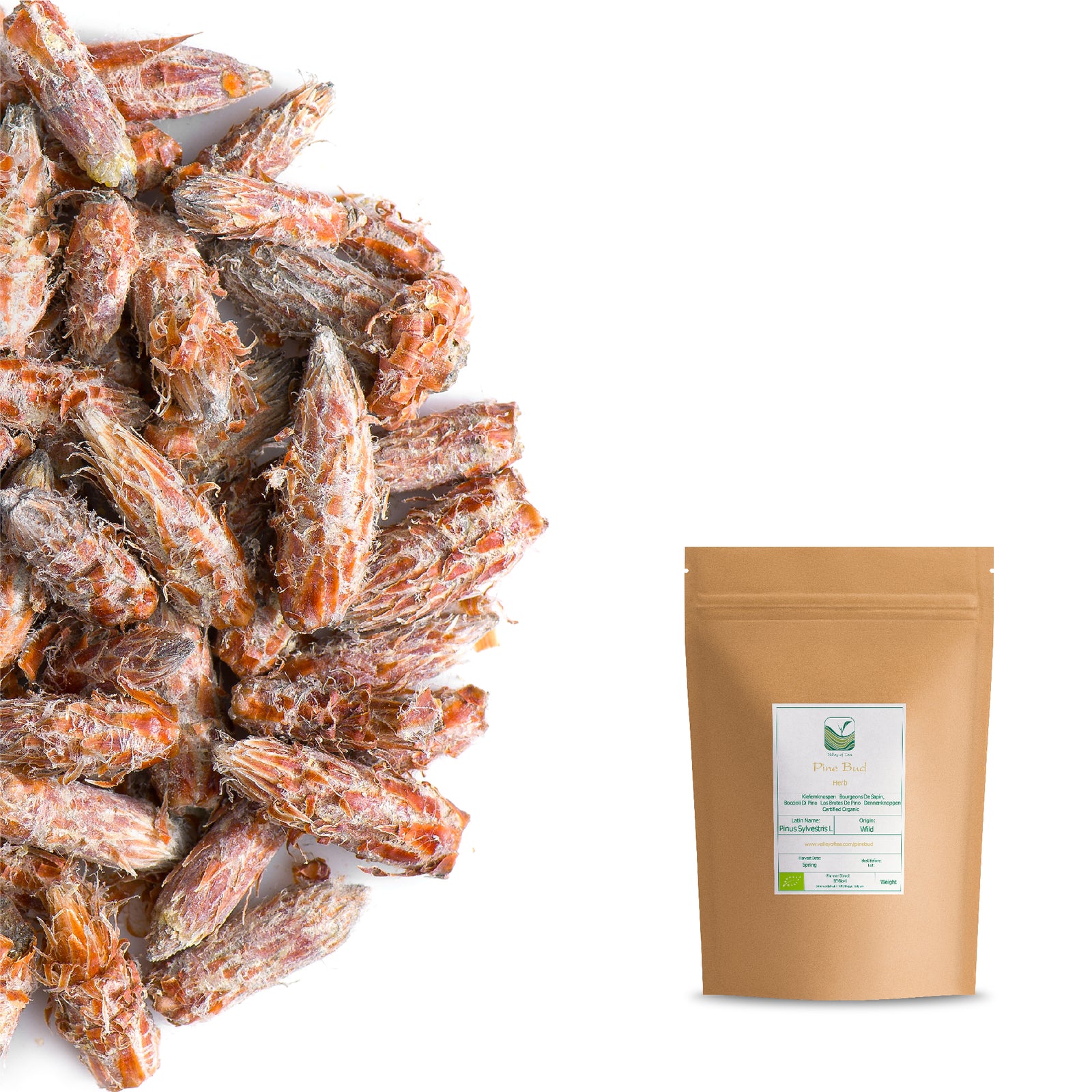 Pine Bud 50g