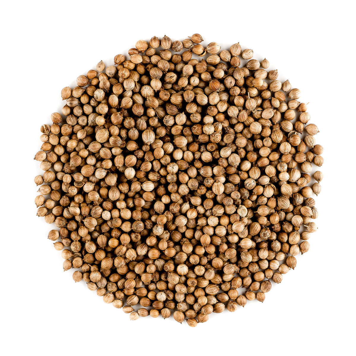 Coriander Seed