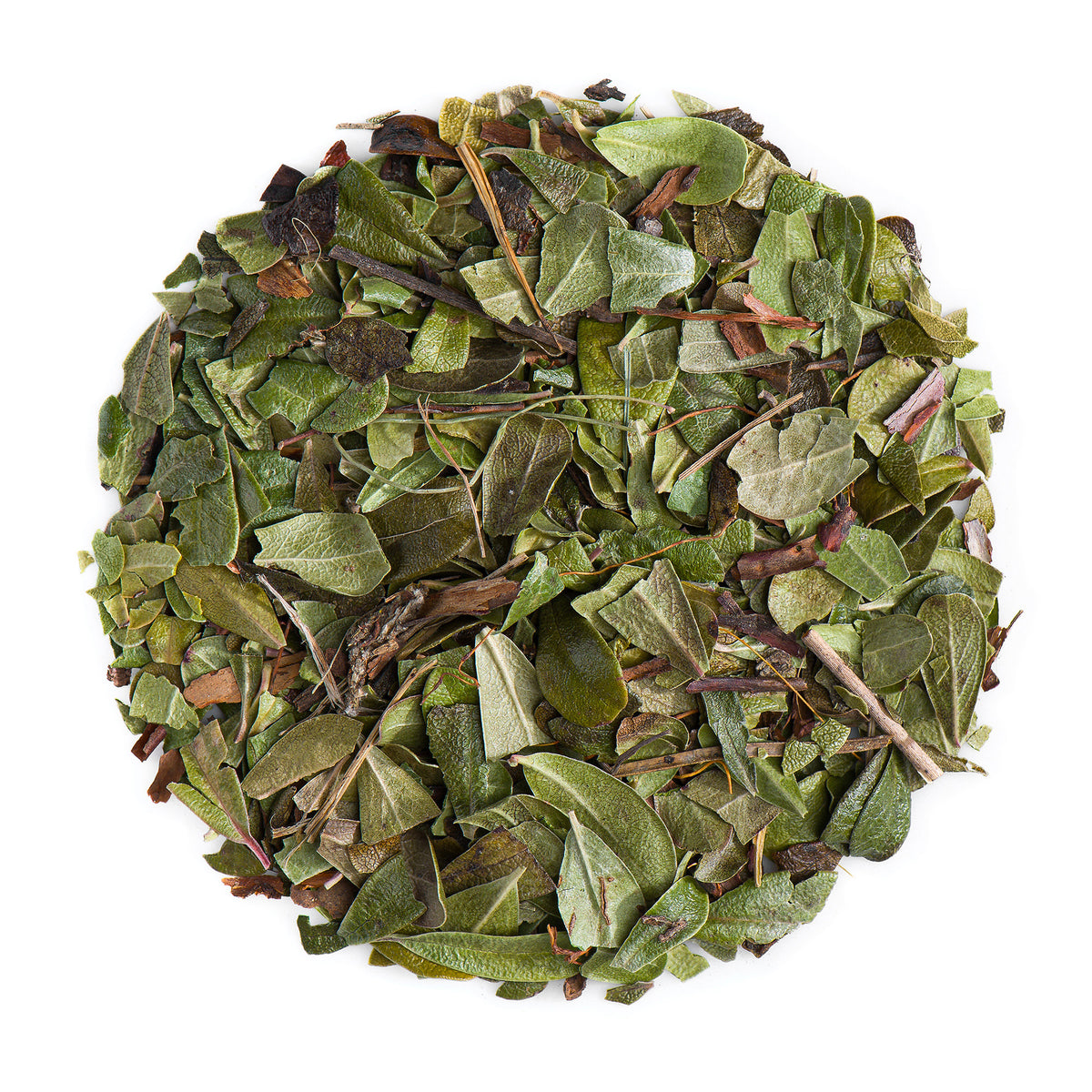 Uva Ursi Bärentraube Blätter