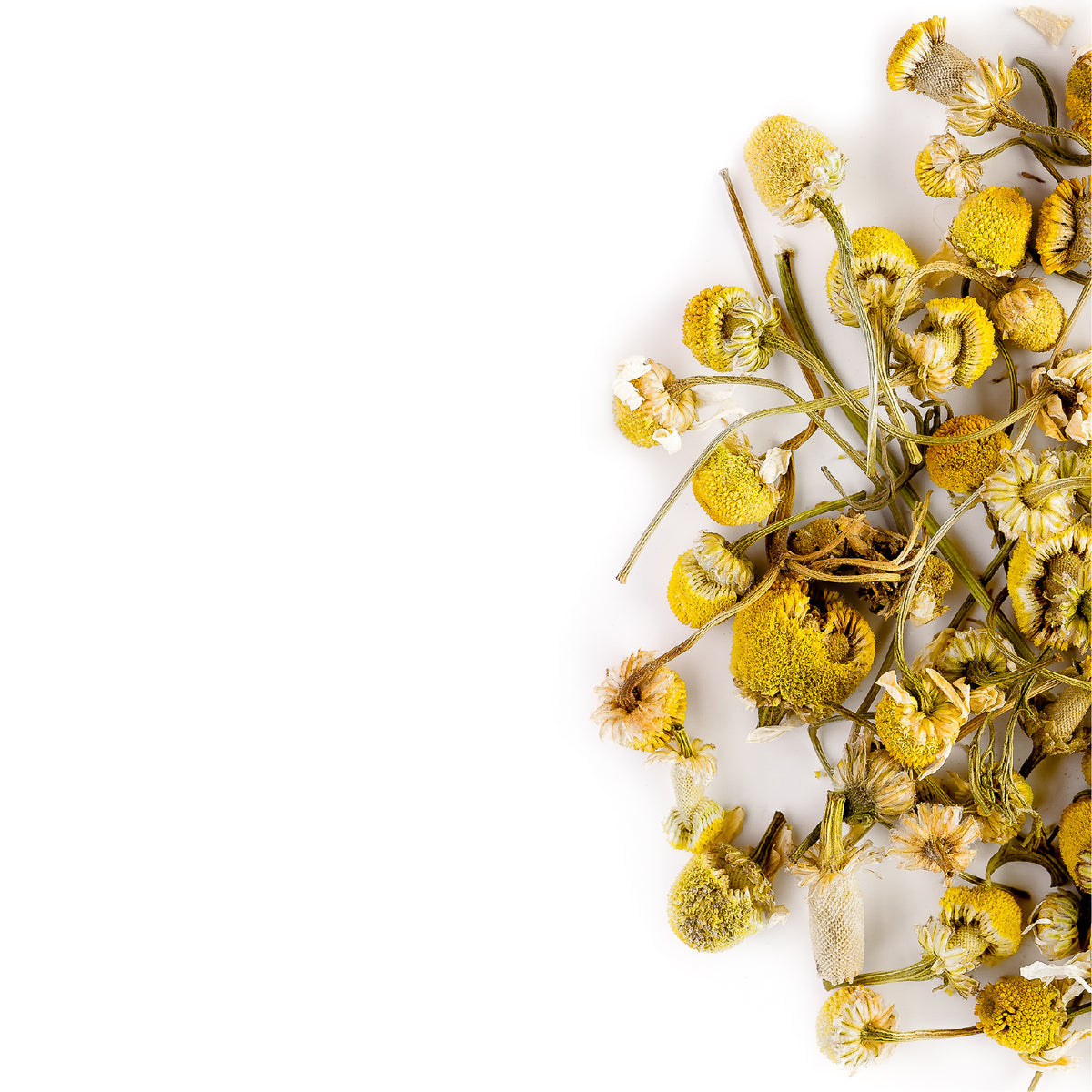 Camomile