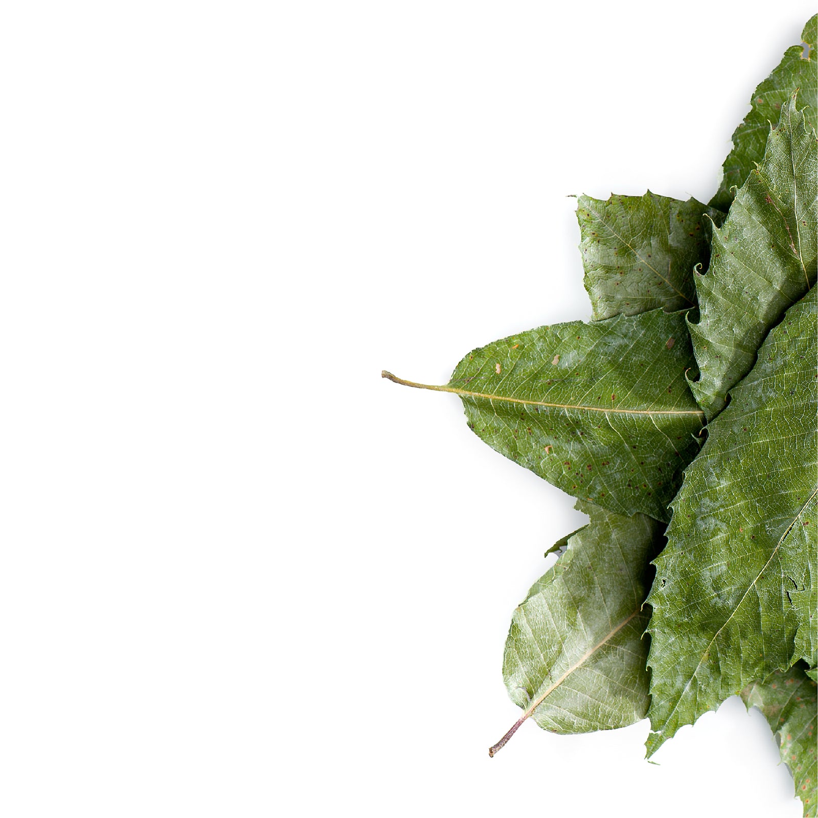 Chestnut Leaf 100g