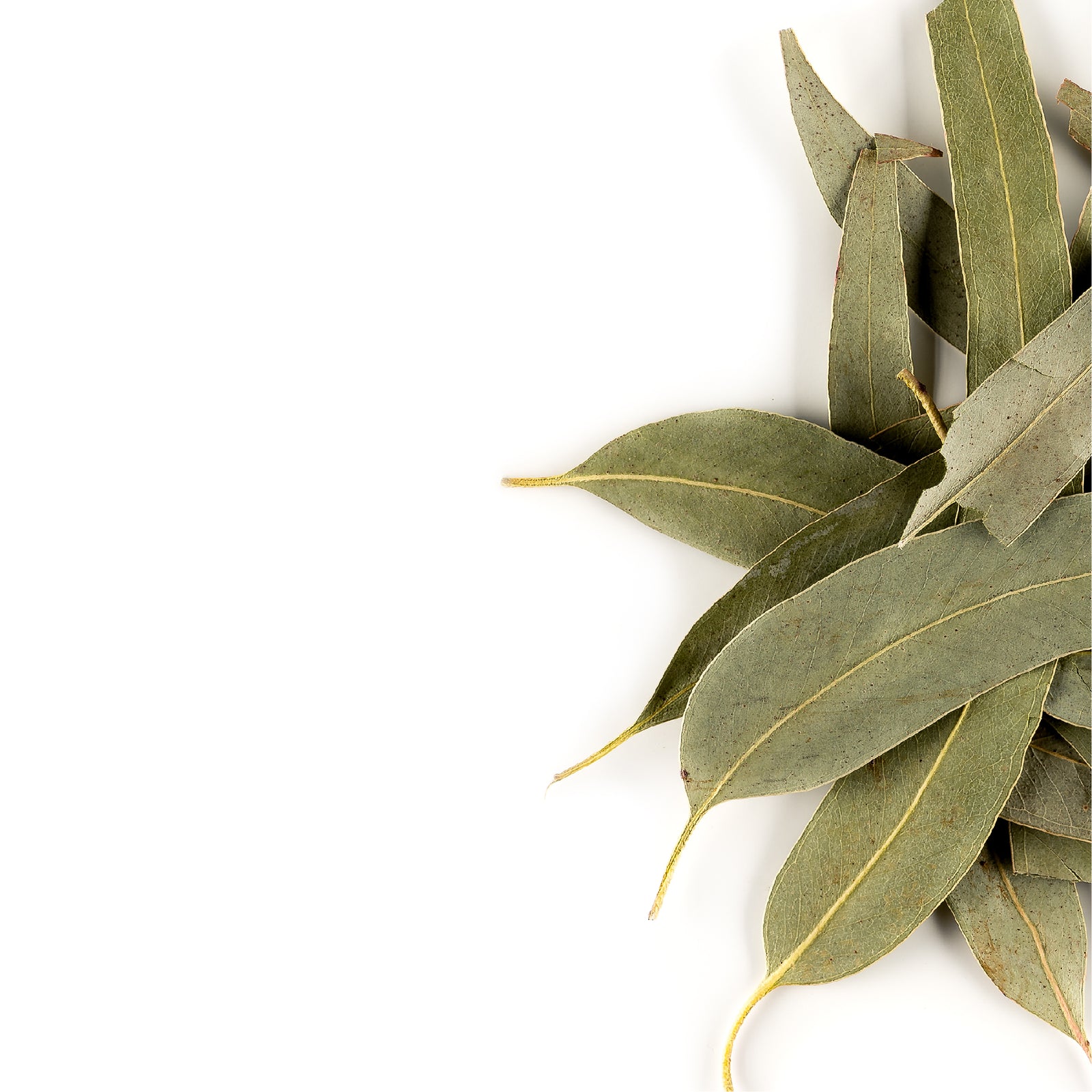 Eucalyptus Leaves 50g