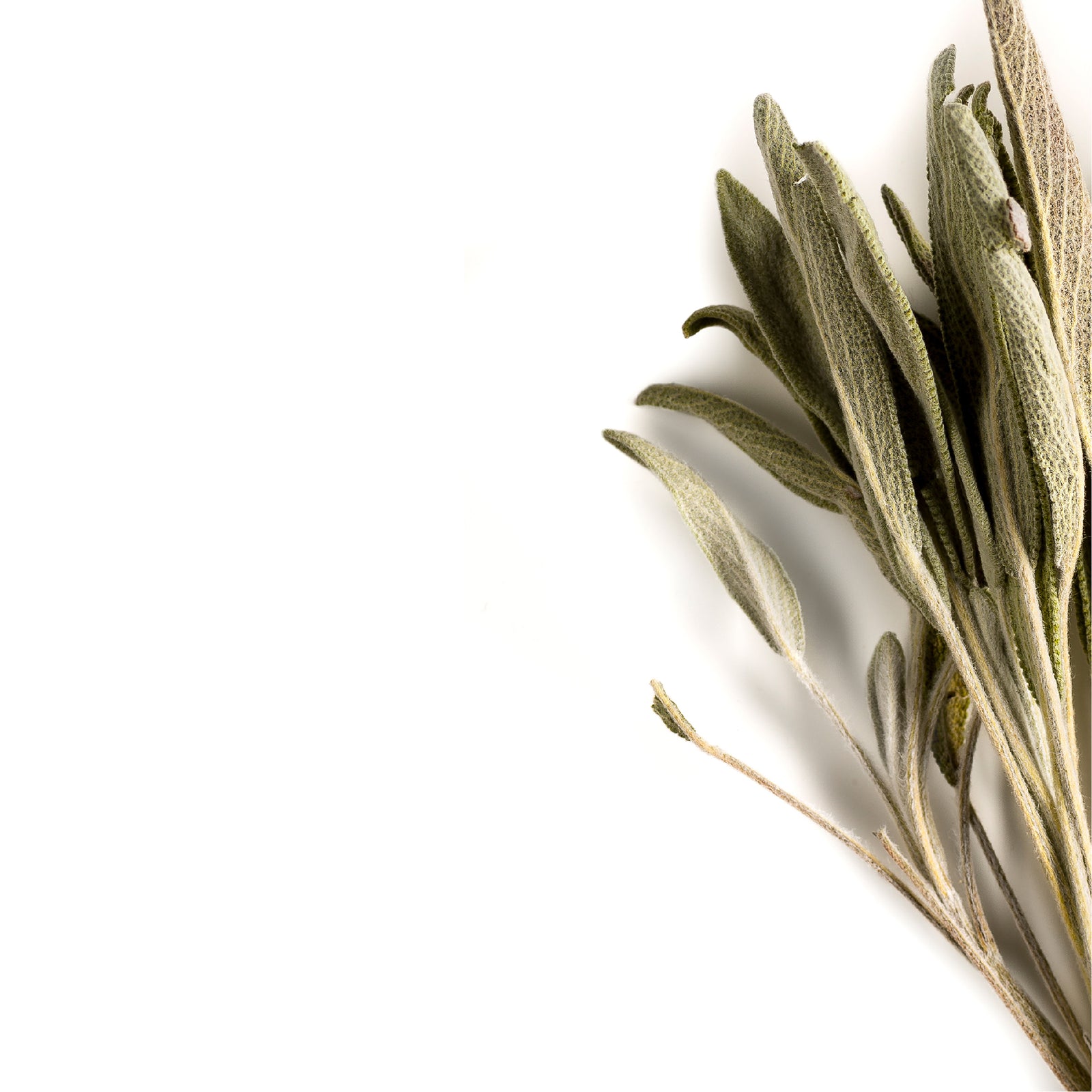 Sage 100g