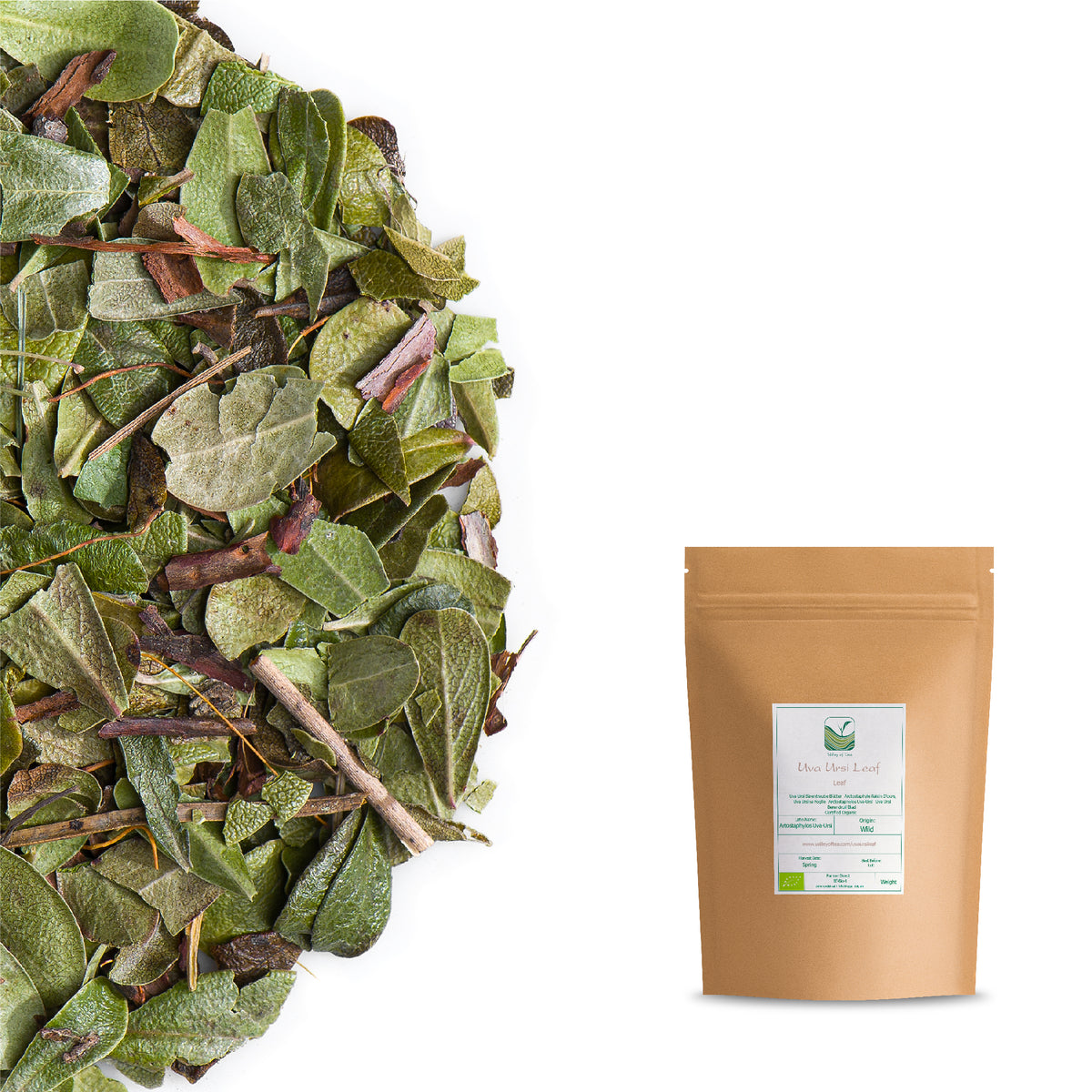 Uva Ursi Bärentraube Blätter