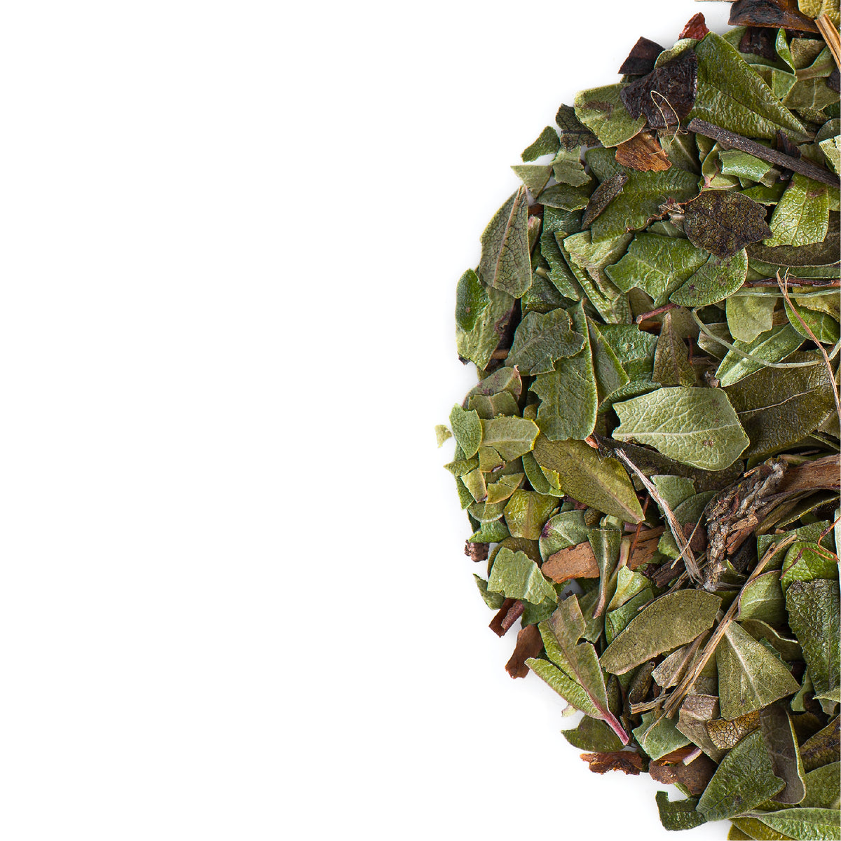 Uva Ursi Bärentraube Blätter